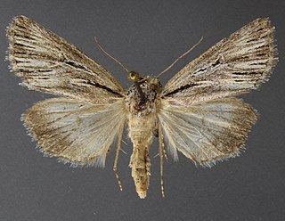 <i>Sympistis utahensis</i> Species of moth