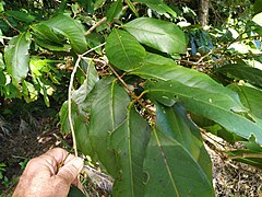 Foliage