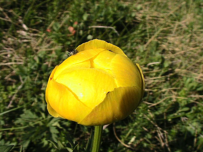 File:TROLLIUS EUROPAEUS - GENTO - IB-218 (Rovell d'ou).JPG