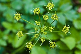 <i>Tauschia hartwegii</i> Species of plant