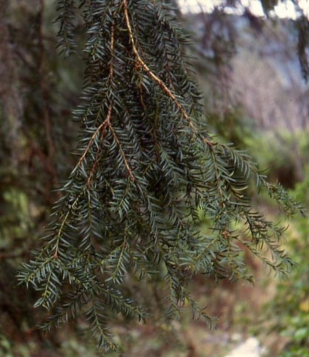 Taxus globosa foliage.jpg