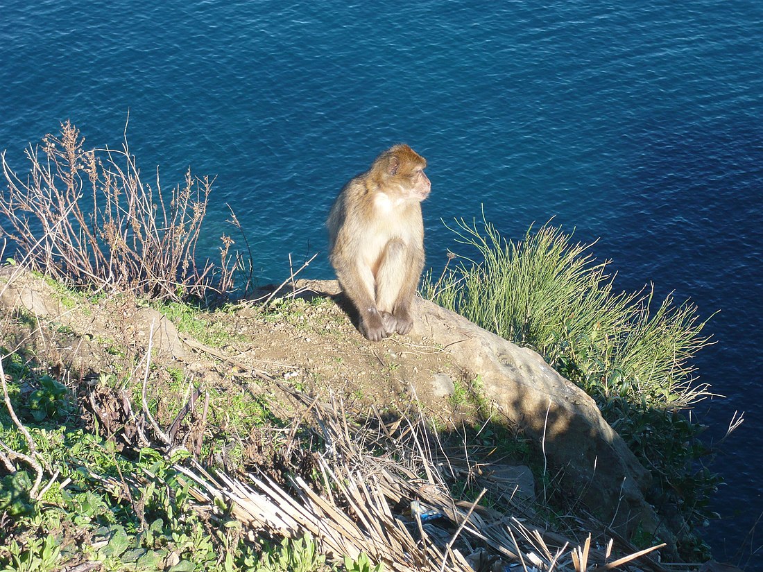 Թազա (ազգային պարկ)