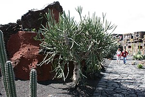 Teguise Guatiza - Jardin - Euphorbia curvirama 01 ies.jpg