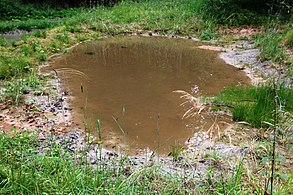 Blick auf den oberen Teich, idealer Lebensraum für Amphibien