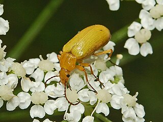 <i>Cteniopus sulphureus</i> Species of beetle