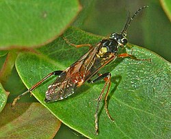 Tenthredinidae - Tenthredopsis scutellaris-1.JPG