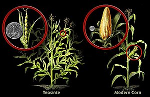 Teosinte and Modern Corn Comparison (3745571067).jpg