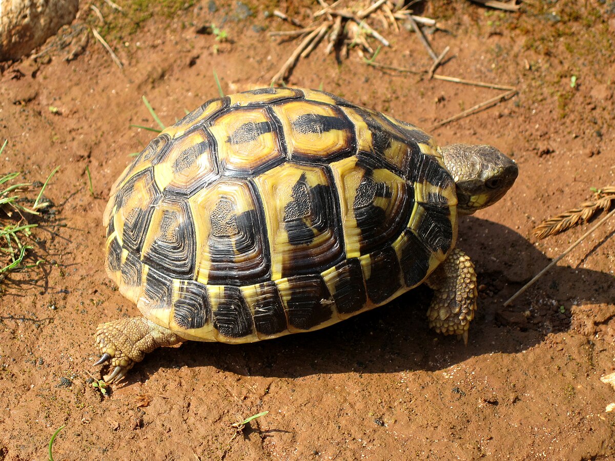 Tortue d'hermann : taille, description, biotope, habitat, reproduction