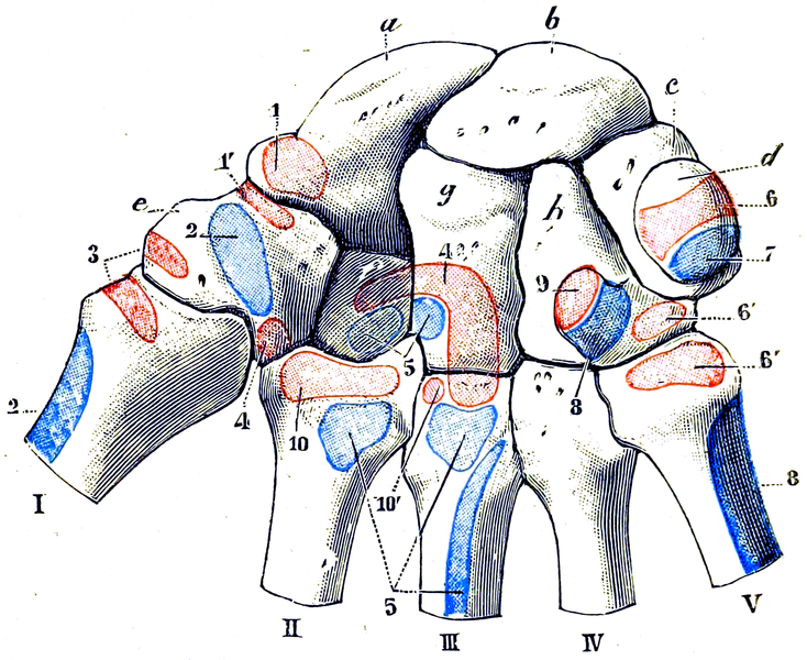 File:Testut's Treatise on Human Anatomy (1911) - Vol 1 - Fig 302.png