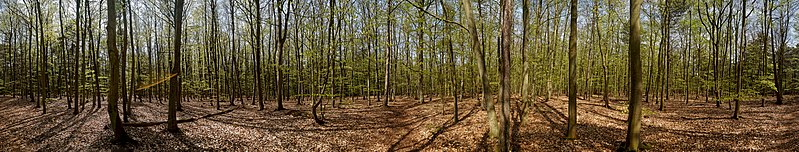 File:Texel - De Dennen - Budding Beeches - April 2010 01.jpg