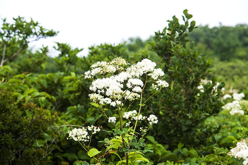 File:Thalictrum filamentosum 1.jpg