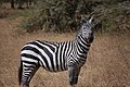 Equus quagga boehmi (zèb komen)