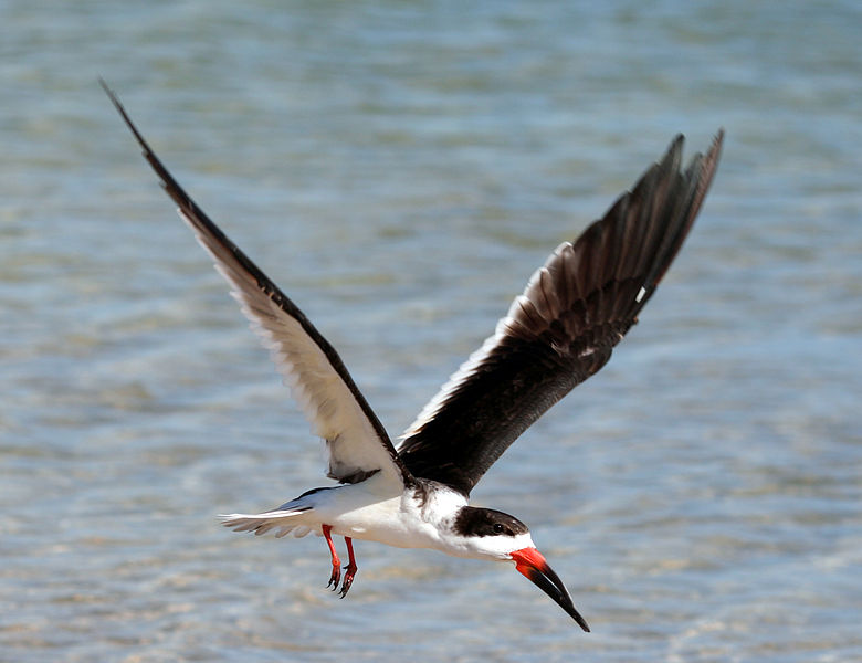 File:The Black Skimmer (Rynchops niger), the coolest bird in the world..jpg