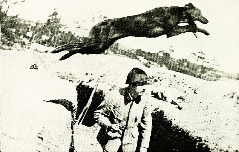 File:The book of dogs; an intimate study of mankind's best friend (1919) (20116374064).jpg