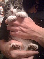 A white and grey kitten being held up, displaying its extra toes.