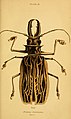 Ilustração de espécime macho de M. cervicornis; retirada da obra The Natural History of Beetles, de James Duncan (1852).