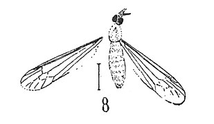 Tipula minima N. Théobald 1937 holotype éch. R1018 x 3; p.237 Diptères du Sannoisien de Kleinkembs