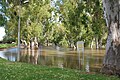 [[:en:Murray River in flood at enTocumwal}}