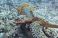 * Nomination Hawksbill sea turtle (Eretmochelys imbricata), Ras Muhammad National Park, Egypt --Poco a poco 07:57, 26 June 2022 (UTC) * Promotion  Support Good quality. --Jakubhal 17:15, 26 June 2022 (UTC)