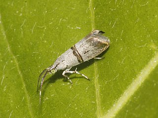 <i>Tortyra hyalozona</i> Species of moth