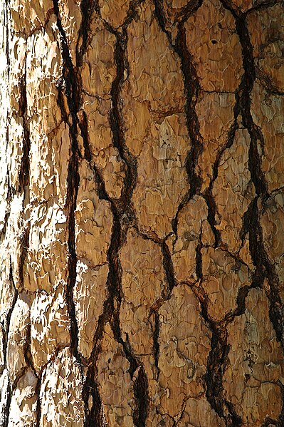 File:Tree bark at Tenaya Creek in Yosemite Valley, Northern California.jpg