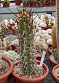 Echinopsis deserticola