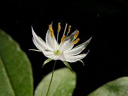 Trientalis borealis