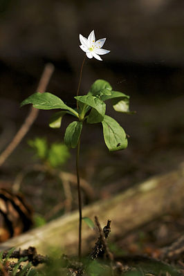 Siete estrellas (Trientalis europaea)