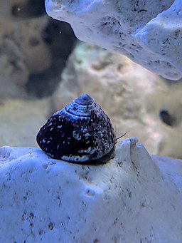 Trochus Snail