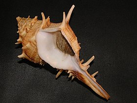Vista inferior-lateral da concha de T. armigerum, com o opérculo. Espécime coletado em Townsville, no estado de Queensland, Austrália.