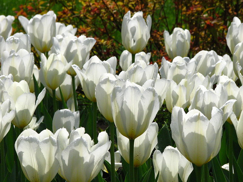 File:Tulip cv. 104.JPG