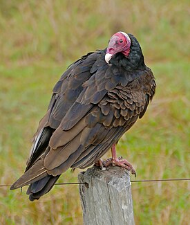 Buitre de Turquía (Cathartes aura) (29030977321).jpg