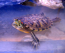 Male red-eared slider: Note the large claws on the front foot. Turle124.jpg