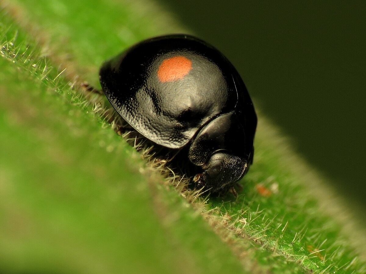 Chilocorus stigma Wikip dia