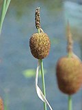 Miniatura para Orto Botanico Riserva Lago di Penne