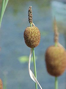 Typha minima0.jpg