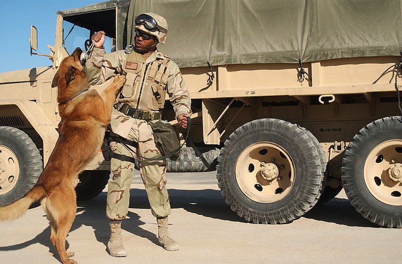 File:US Navy 030302-N-5362A-003 Military working dog, Camp Patriot, Kuwait.jpg