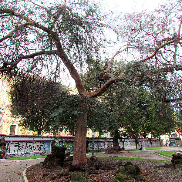 File:Ulmus parvifolia Roma.jpg