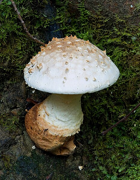 File:Unidentified Fungus 8452 2.jpg