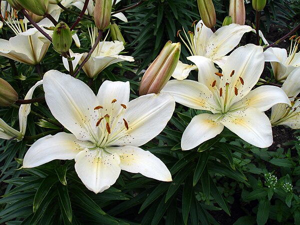 Lilium "University of Saskatchewan" – the University of Saskatchewan centennial lily.