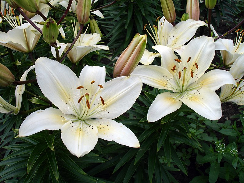 File:UofS Lily.jpg