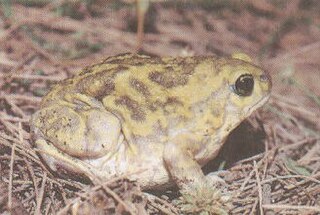 <i>Uperodon</i> genus of amphibians