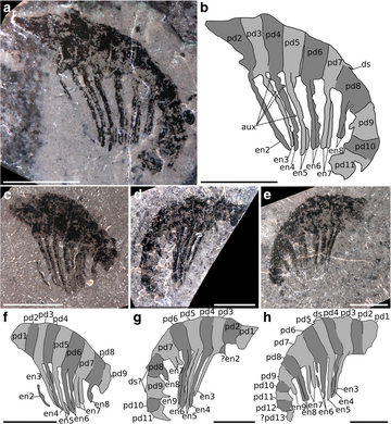 Ursulinacaris