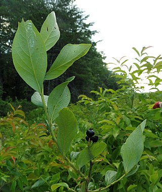 <i>Vaccinium fuscatum</i> Berry and plant