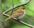 Image 8Veery in the Central Park Ramble