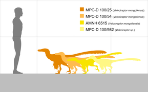 Size comparison of Velociraptor