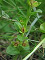 seed capsules