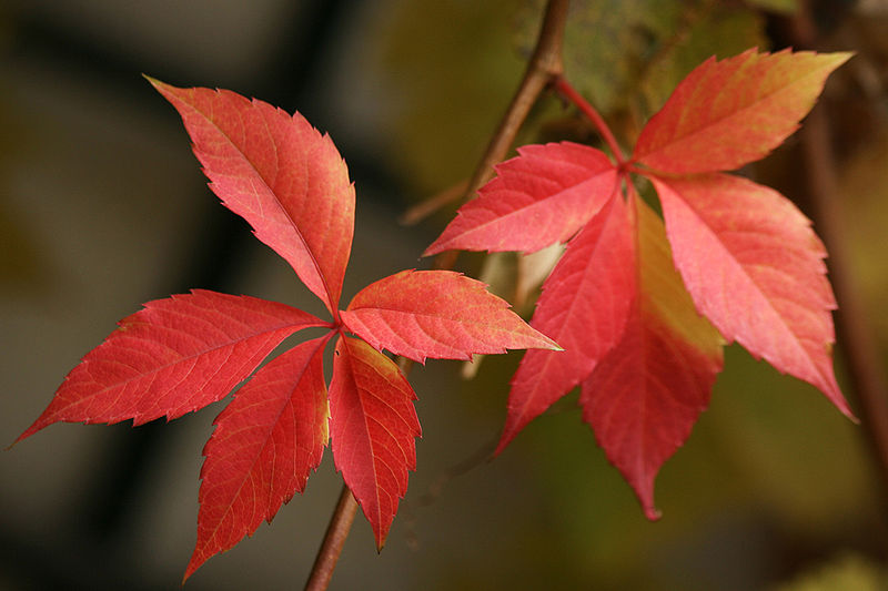 File:Vigne vierge automne.jpg