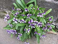 Viola mandshurica 1-1.jpg