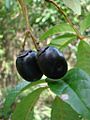 frutos de Vitex megapotamica